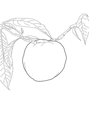 Nectarine On A Tree Coloring Page